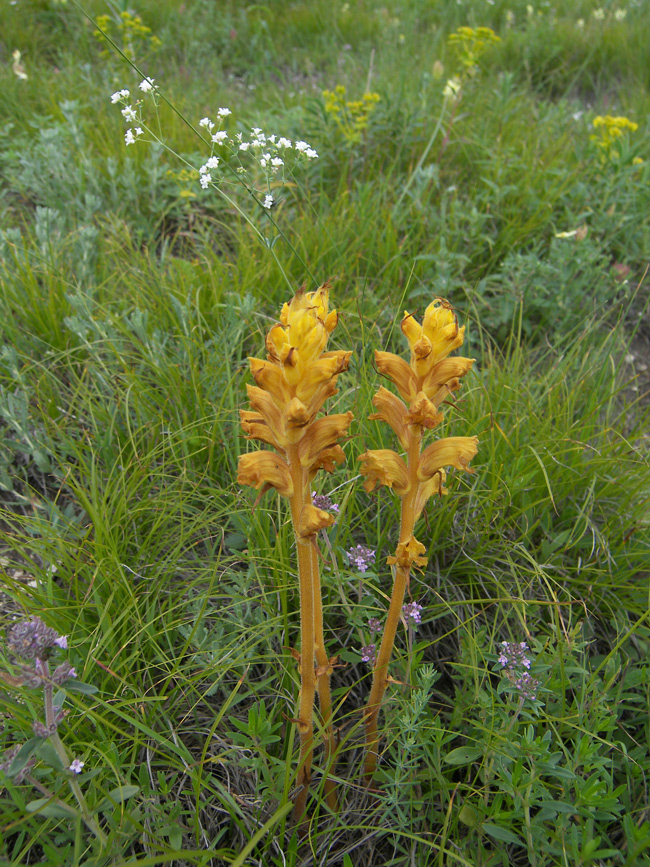 Изображение особи Orobanche alba ssp. xanthostigma.