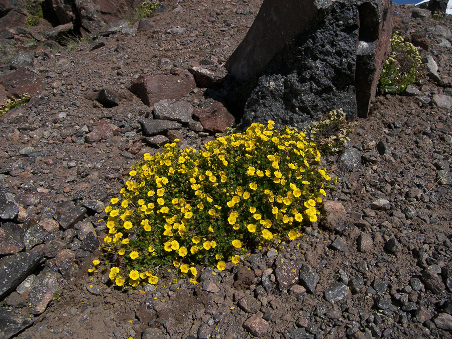 Изображение особи Potentilla gelida.