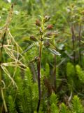 Pedicularis lapponica. Верхушка плодоносящего растения. Полярный Урал, долина Малой Лагорты. 06.08.2011.