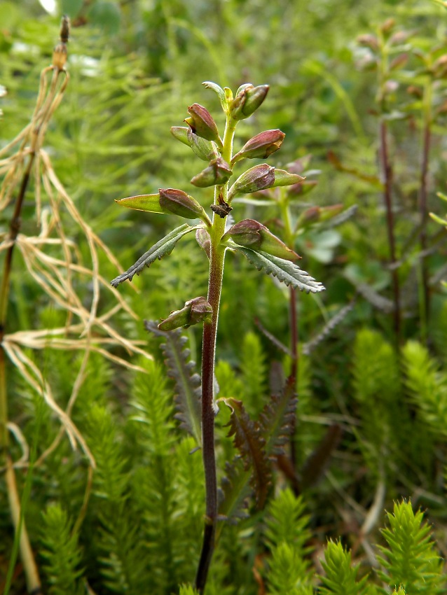 Изображение особи Pedicularis lapponica.