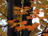 Acer rubrum