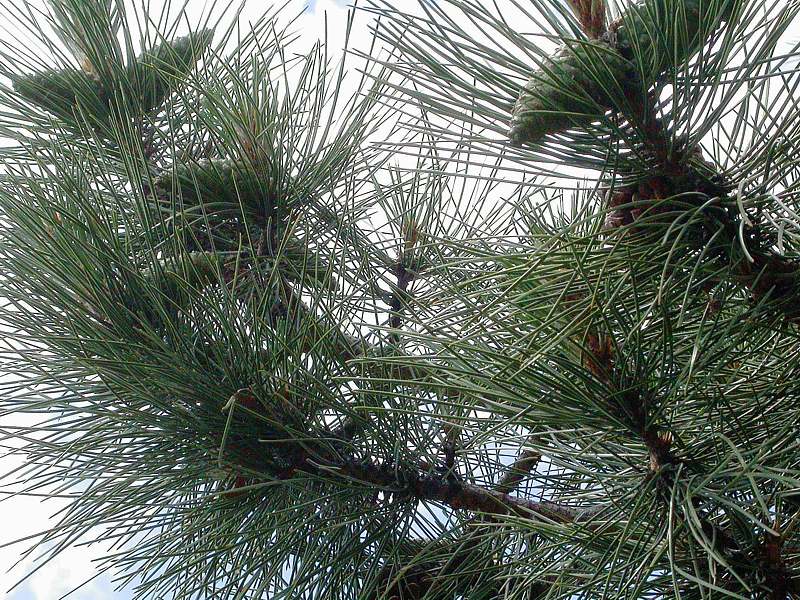 Изображение особи Pinus pallasiana.