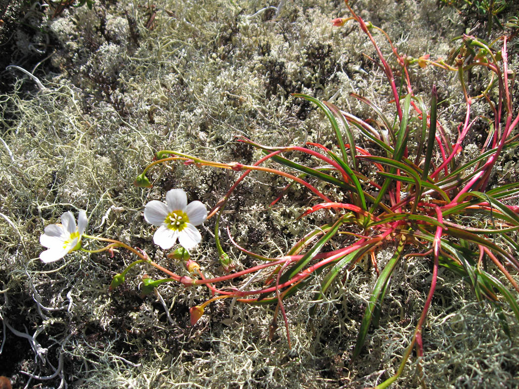 Image of Claytonia eschscholtzii specimen.