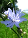 Cichorium intybus