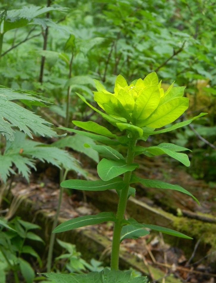 Image of Euphorbia pilosa specimen.