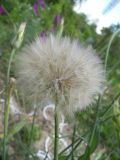 Tragopogon tuberosus