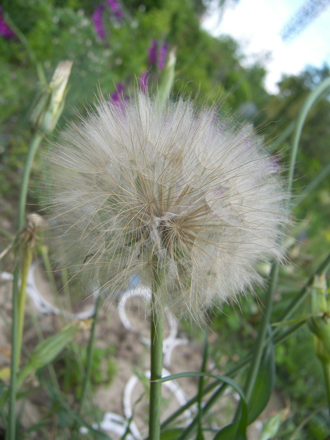 Изображение особи Tragopogon tuberosus.