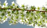Spiraea × cinerea. Часть побега с соцветиями. Германия, г. Кемпен, в парке. 06.04.2012.