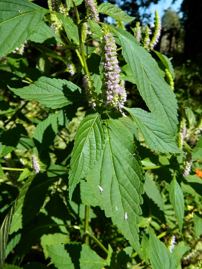 Image of Elsholtzia ciliata specimen.