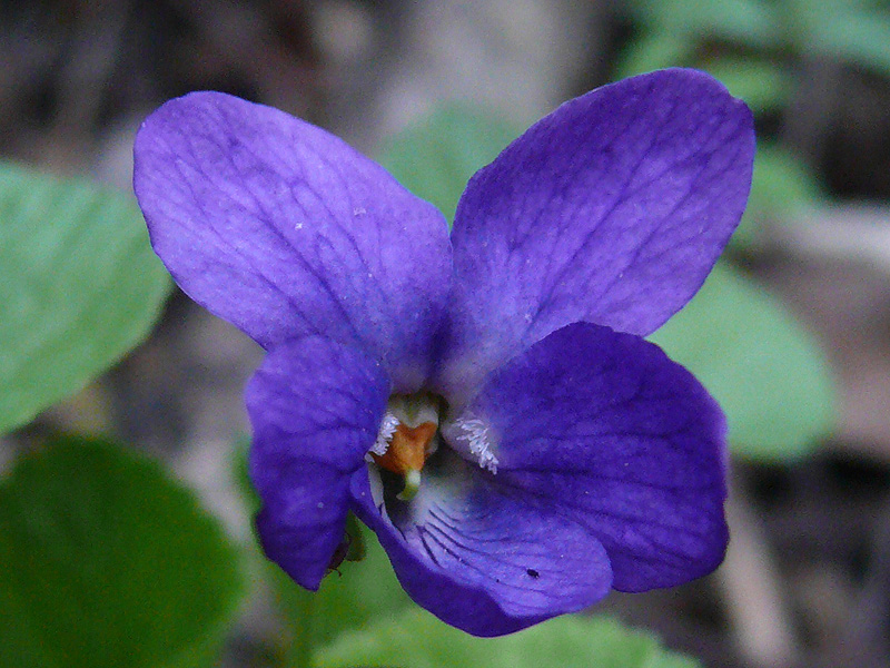 Изображение особи Viola odorata.