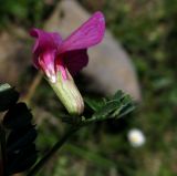 Vicia pyrenaica. Цветок. Испания, Страна Басков, Арратия, природный парк Горбейа, массив Ичина. Начало мая 2012 г.