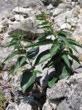 Vincetoxicum fuscatum. Цветущие растения. Южный Берег Крыма, Симеиз, гора Кошка. 18 мая 2012 г.