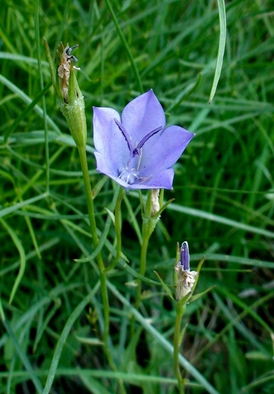 Image of Campanula beauverdiana specimen.