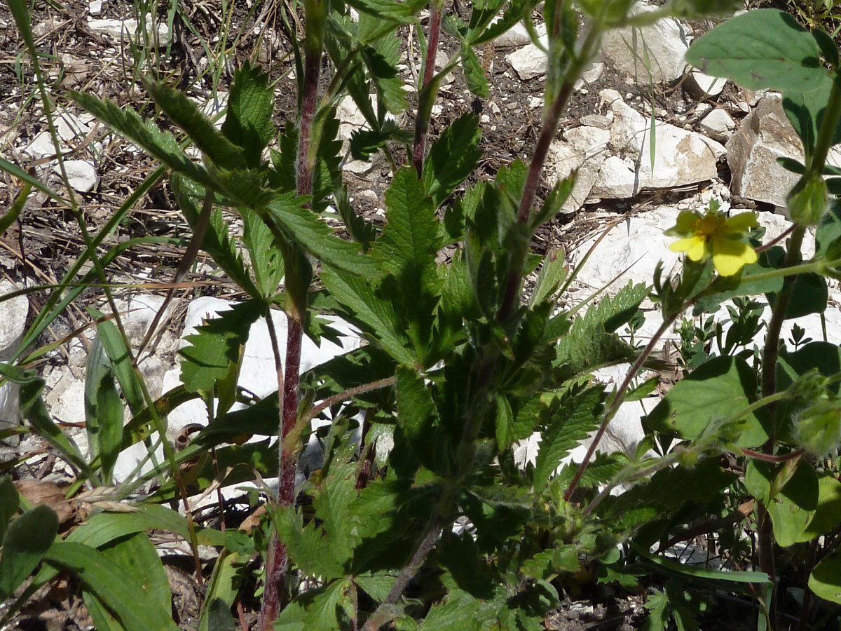 Изображение особи Potentilla obscura.