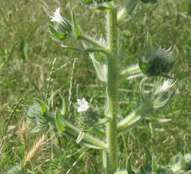 Image of Echium biebersteinii specimen.