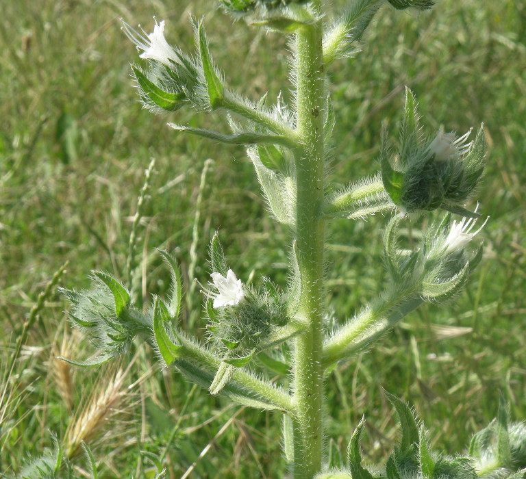 Изображение особи Echium biebersteinii.