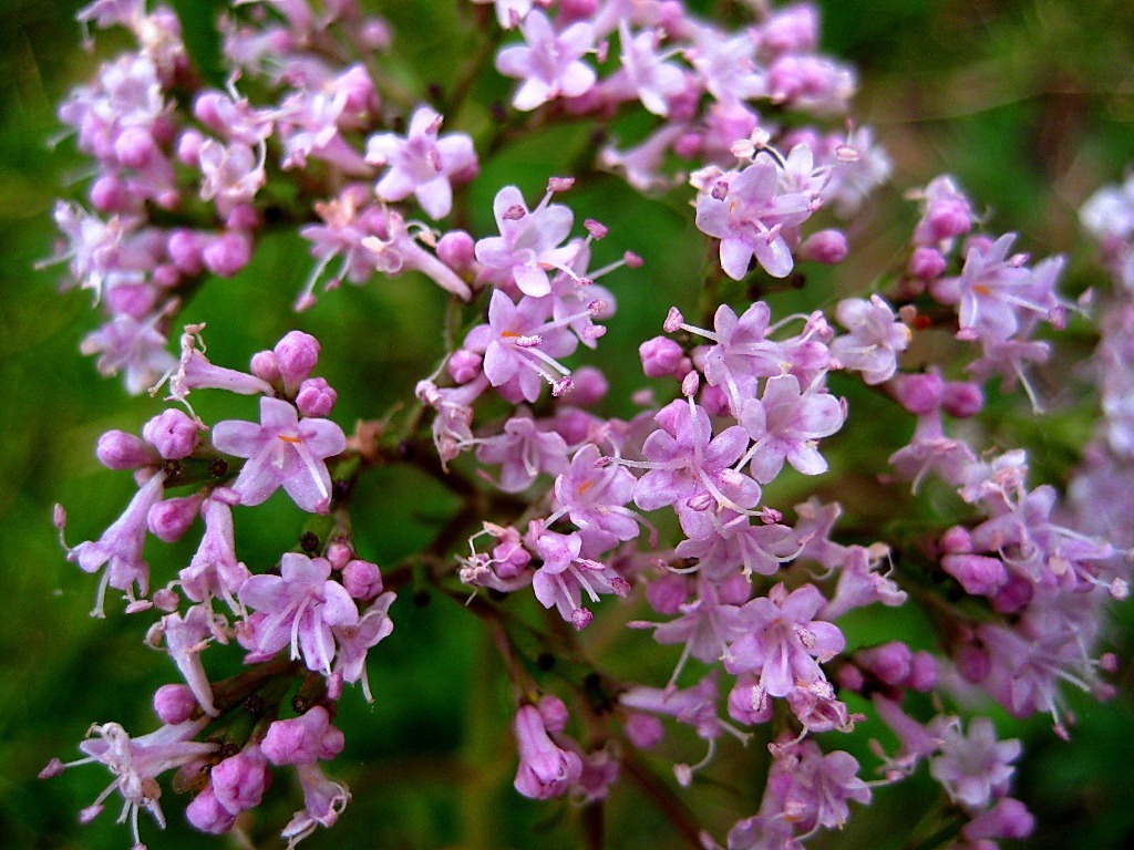 Изображение особи Valeriana alternifolia.