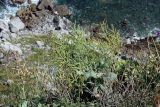 Brassica sylvestris. Плодоносящее растение у кромки обрыва. Испания, Страна Басков, Бискайя, муниципалитет Бермео (Bermeo), о-в Гастелугаче (Gaztelugatxe), приморский луг. 13.06.2012.