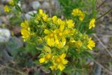 Potentilla longifolia