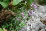 Thymus collinus. Цветущее растение. Адыгея, окр. плато Лагонаки. 17.08.2008.