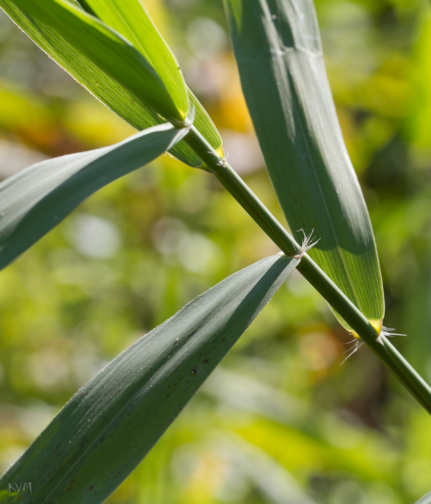 Изображение особи Phragmites australis.