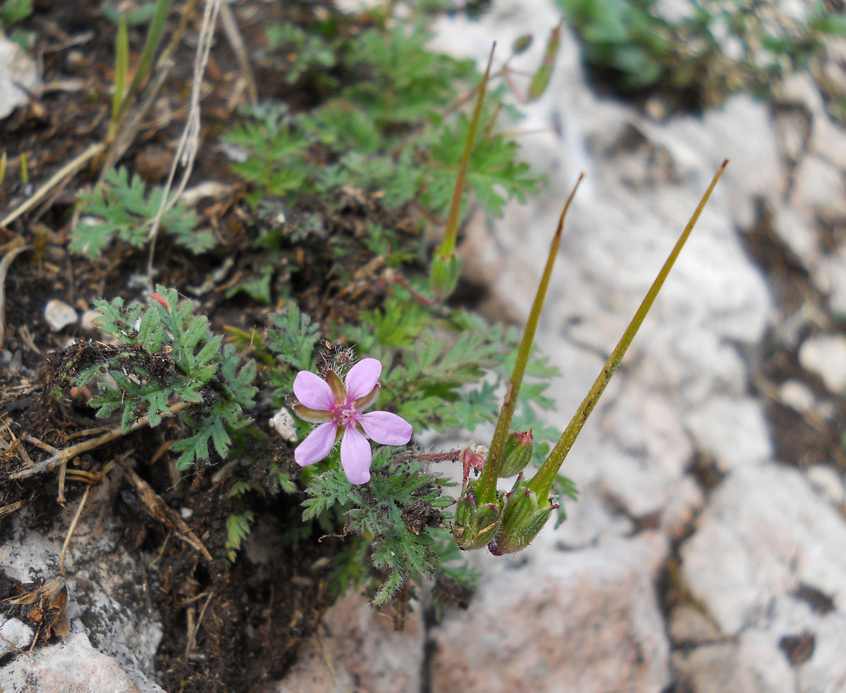 Изображение особи Erodium cicutarium.