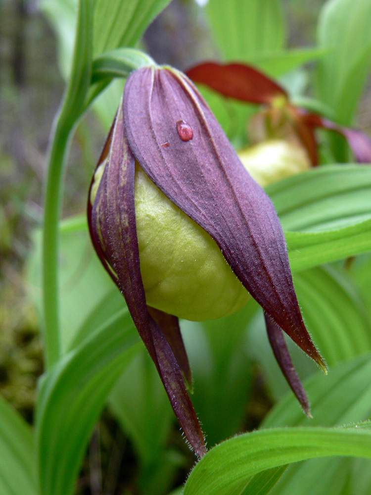 Изображение особи Cypripedium calceolus.