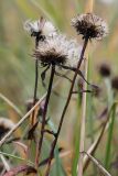 Inula salicina