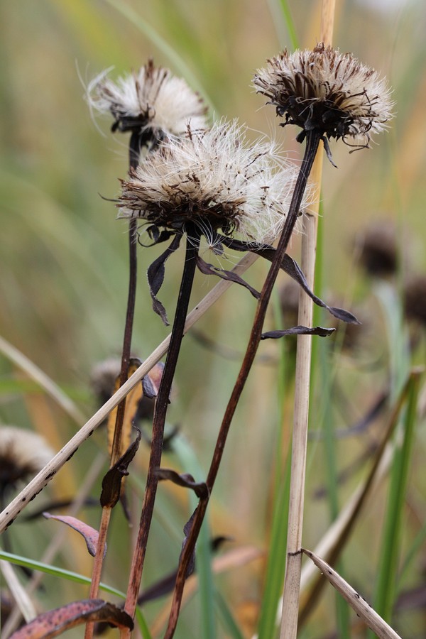 Image of Inula salicina specimen.