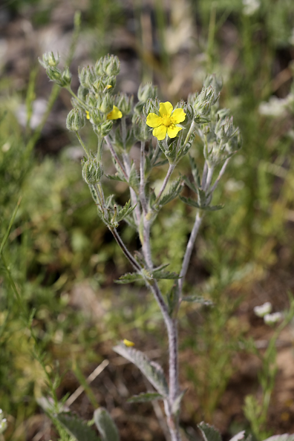 Image of Potentilla pedata specimen.