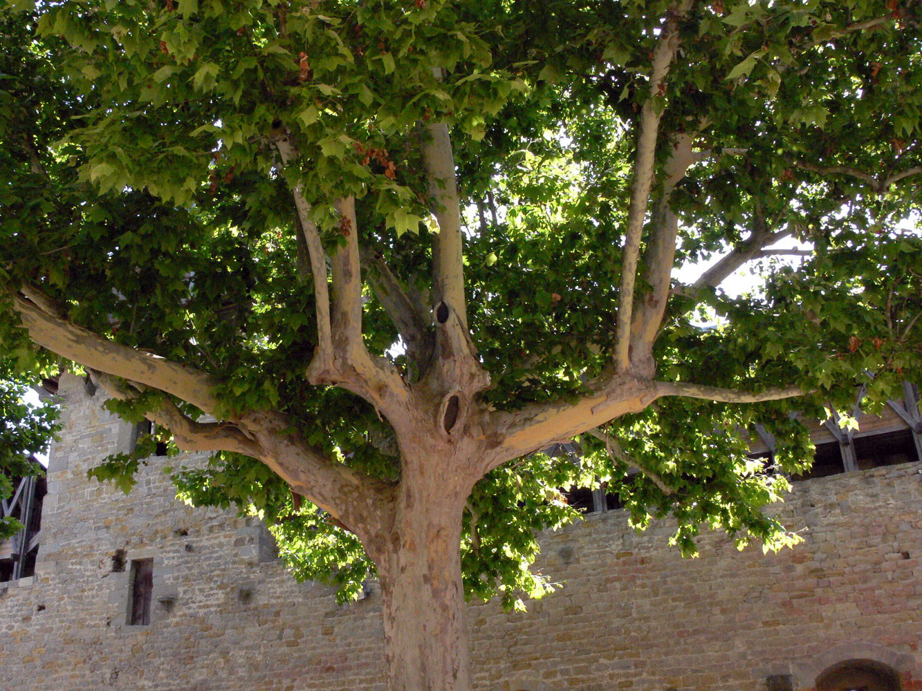 Изображение особи Platanus occidentalis.