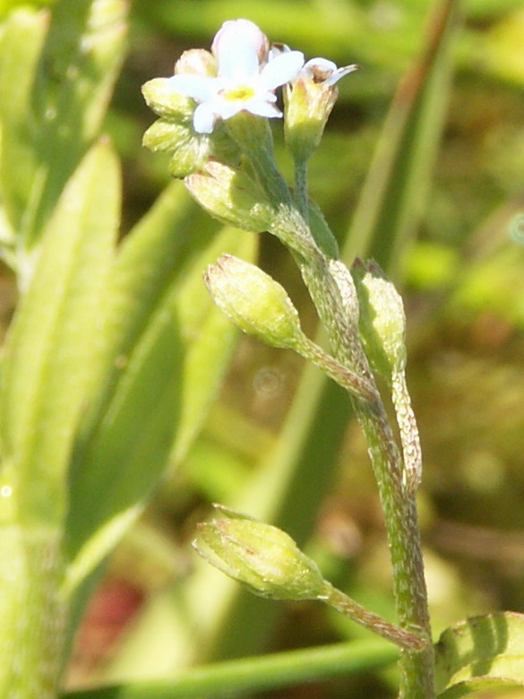 Изображение особи Myosotis cespitosa.