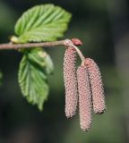 Corylus avellana