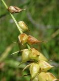 Carex × pannewitziana
