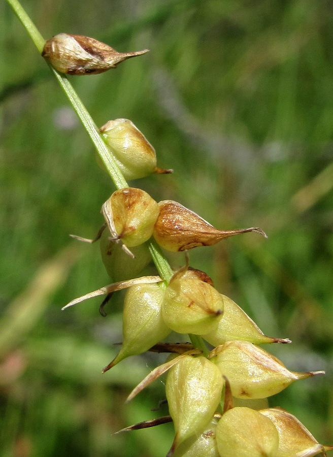 Изображение особи Carex &times; pannewitziana.