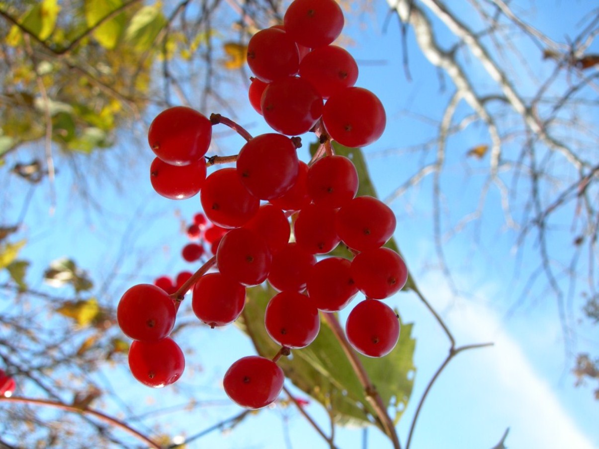 Изображение особи Viburnum sargentii.