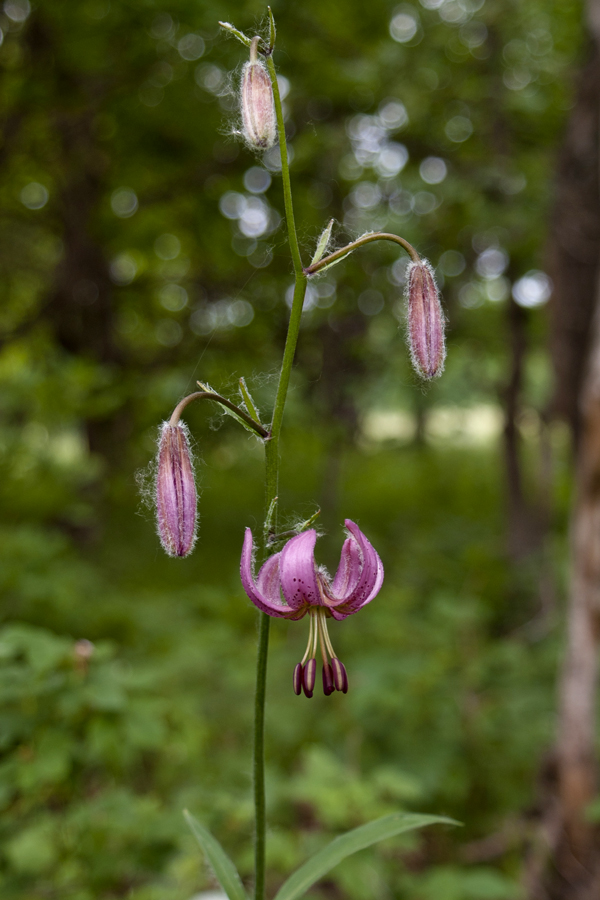 Изображение особи Lilium pilosiusculum.
