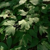 Actaea spicata. Соплодие и листья. Москва, склон Воробьёвых гор. 04.07.2012.