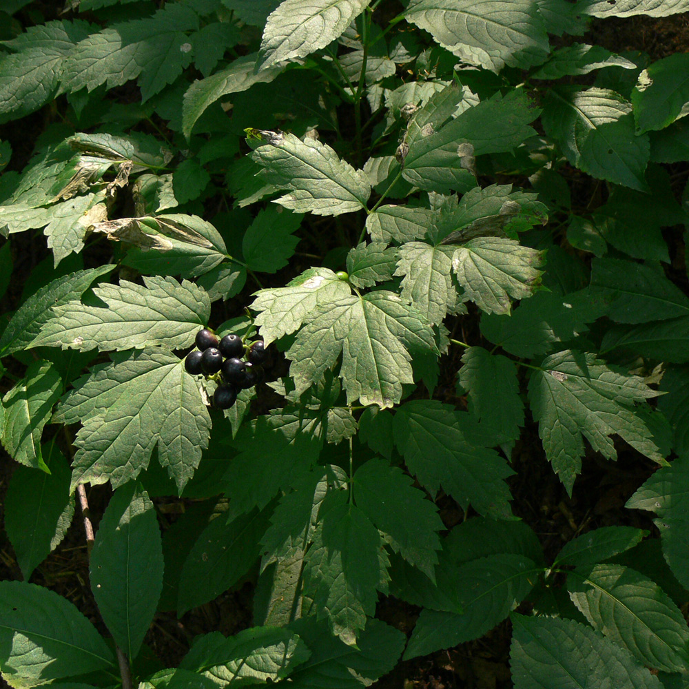 Image of Actaea spicata specimen.