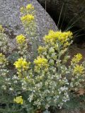 Alyssum calycocarpum