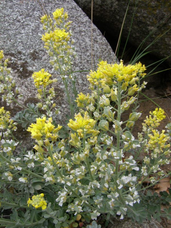 Image of Alyssum calycocarpum specimen.