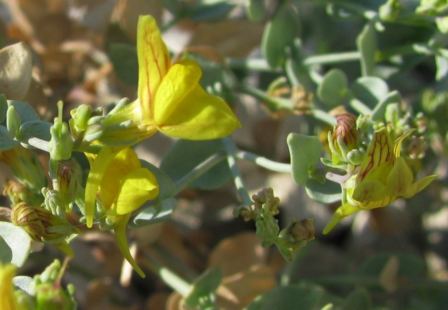 Image of Linaria cretacea specimen.