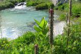 Pedicularis atropurpurea