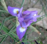 Moraea sisyrinchium