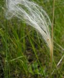 род Stipa