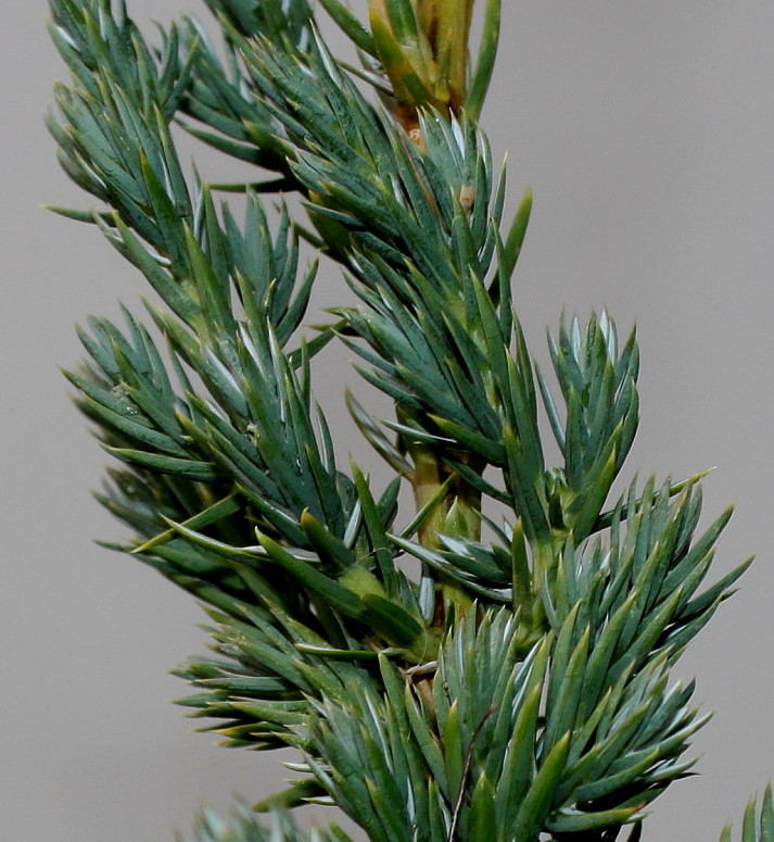 Image of Juniperus squamata specimen.