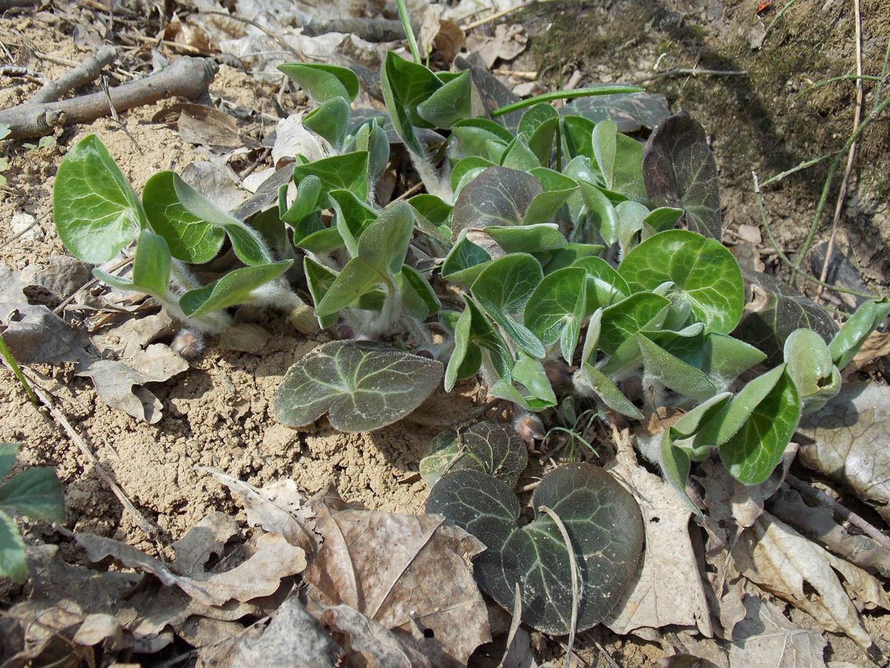 Изображение особи Asarum europaeum.