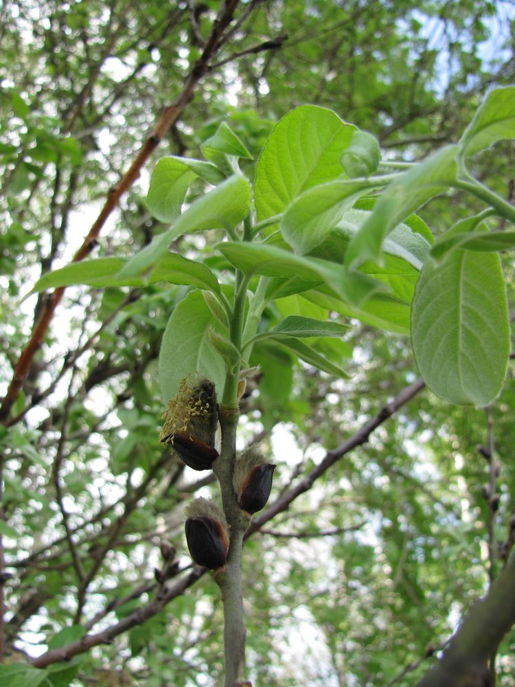 Image of Salix &times; reichardtii specimen.