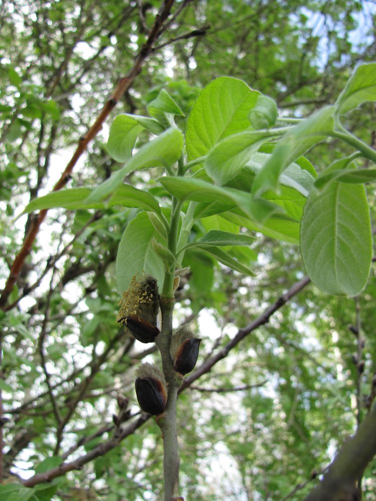 Изображение особи Salix &times; reichardtii.