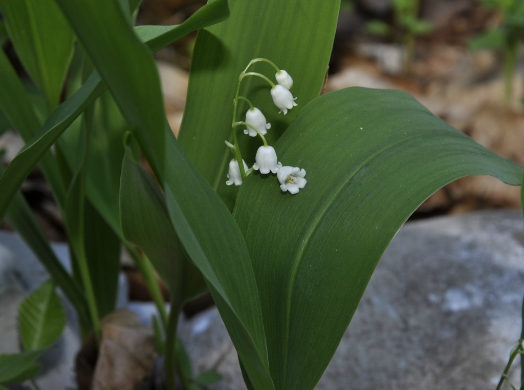 Изображение особи Convallaria majalis.